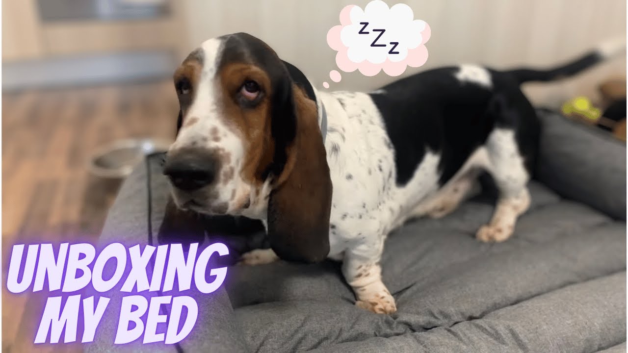 Unboxing my new bed from Hobby Dog - Sherlock the Basset Hound