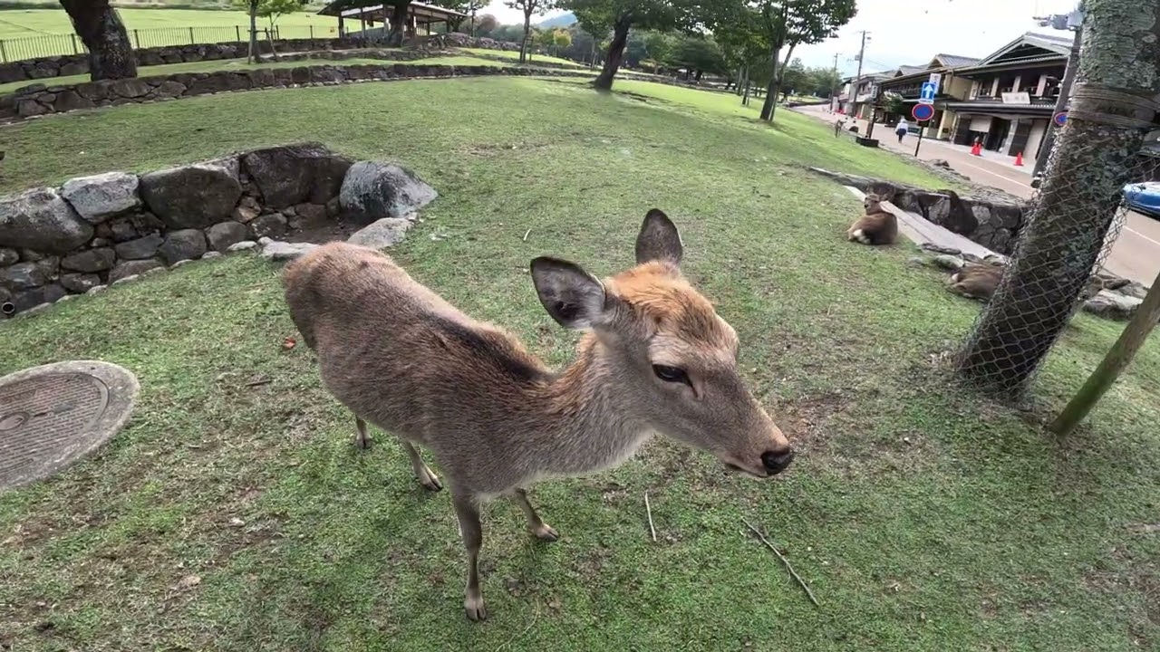 DEER PARK-NARA-JAPAN