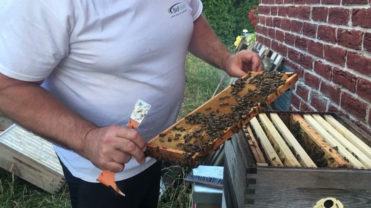 Odebírání medu z přirozeně žijícího včelstva