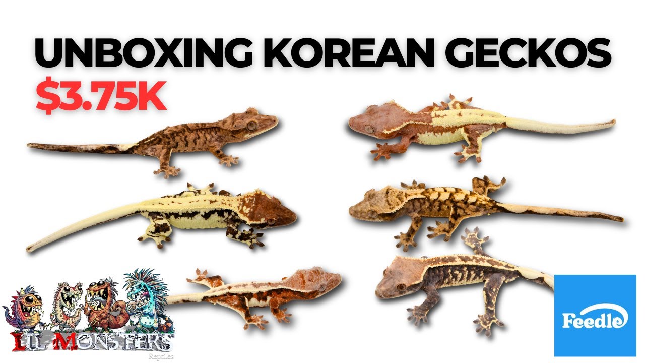 Unboxing 10 Geckos from Feedle and 1 From LM!!