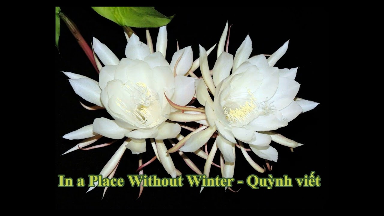 In A Place Without Winter - Quỳnh viết
