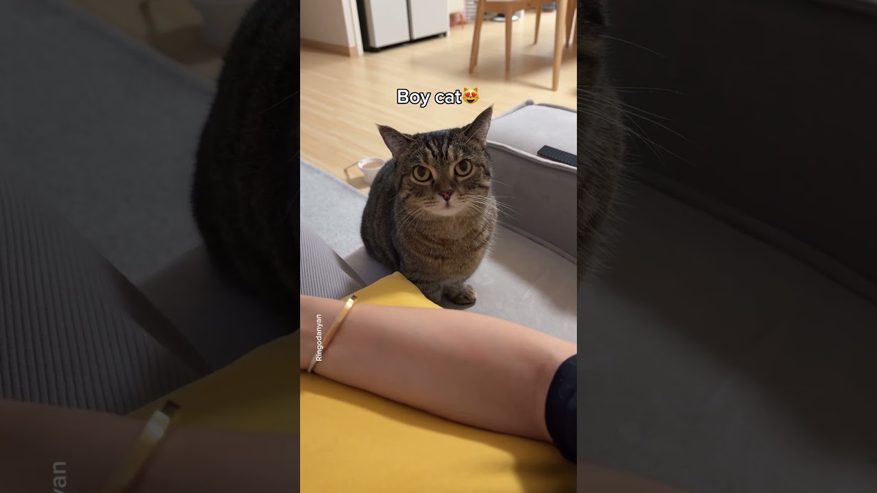Boy cats are really affectionate, aren't they? #shorts #cat #funny