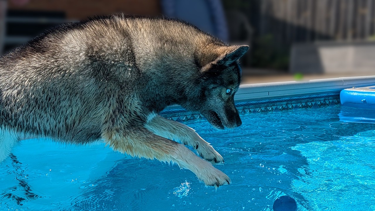 The BIG POOL Is Finally Open!  My Husky JUMPED Into the Pool!