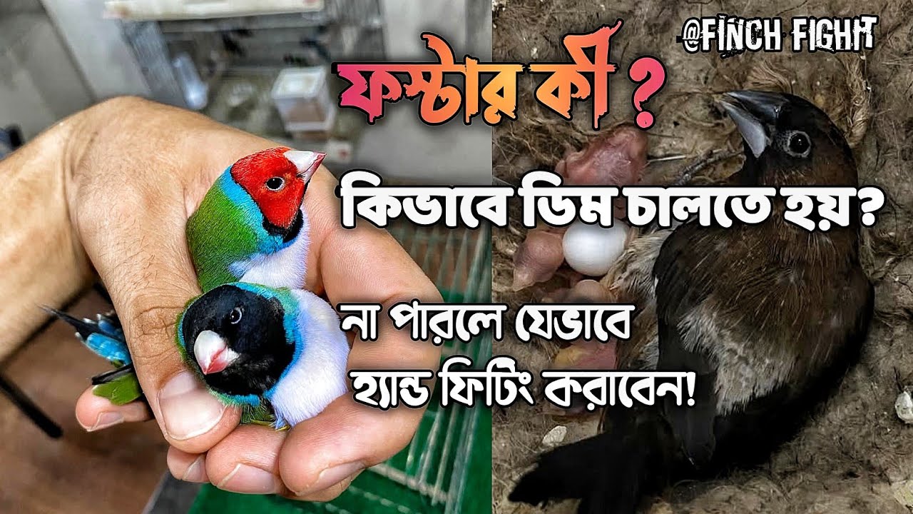 Bengali Finch দিয়ে Foster কিভাবে বানাবেন? | Complete Guide.@FinchFight 