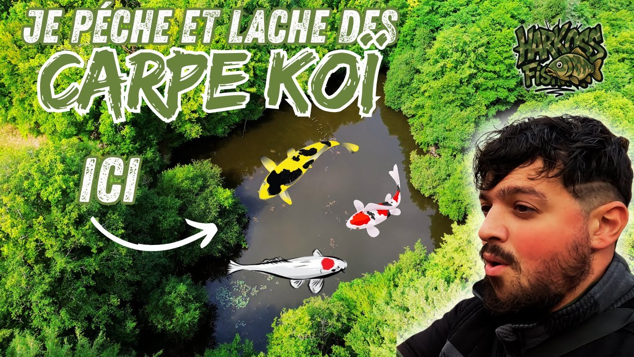 Pêche et lâcher de CARPE koï dans mon étang !