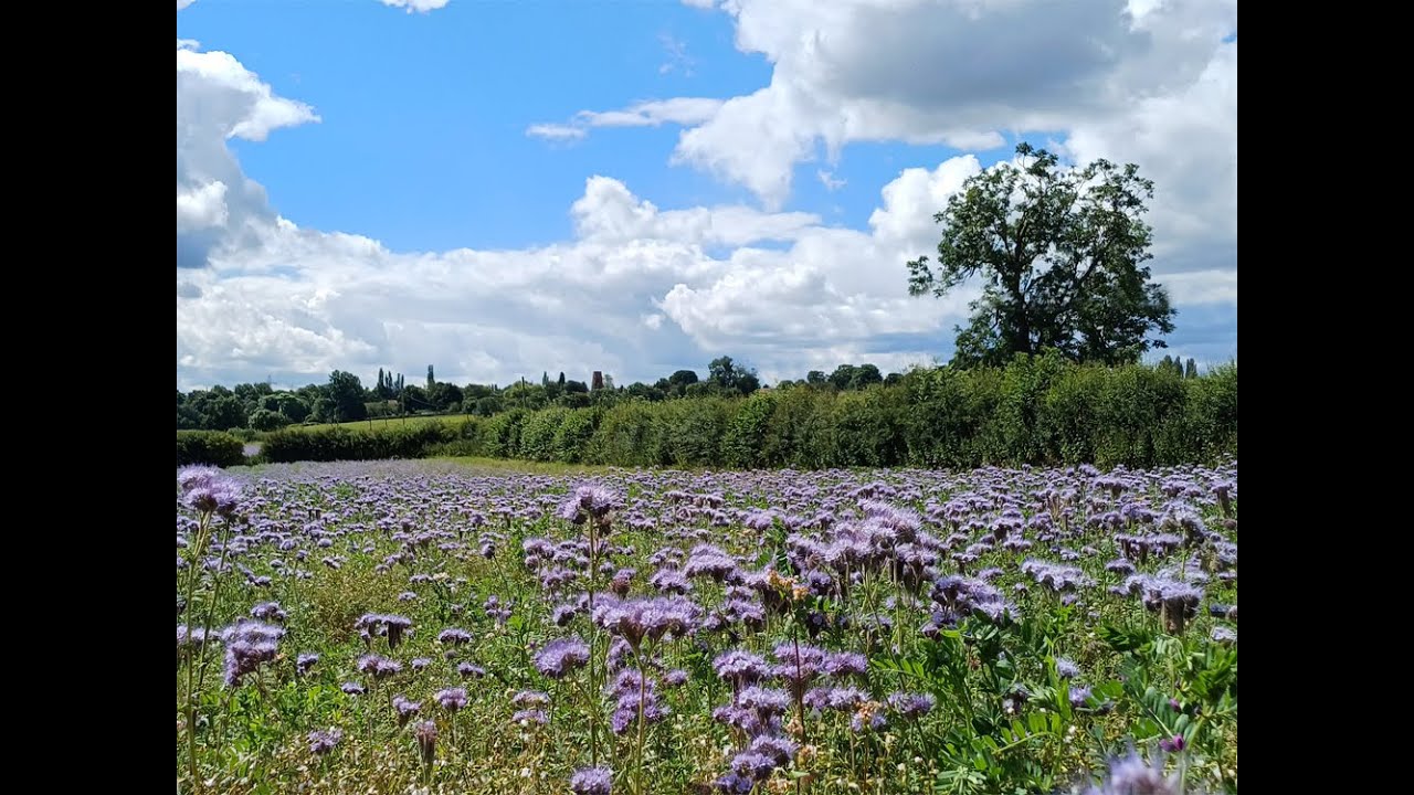Phacelia's field