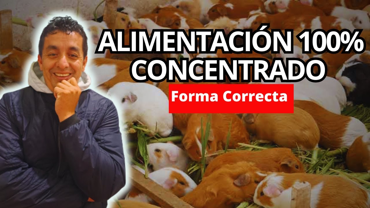 Tres SISTEMAS de alimentación FUNDAMENTALES que debes CONOCER en cuyes