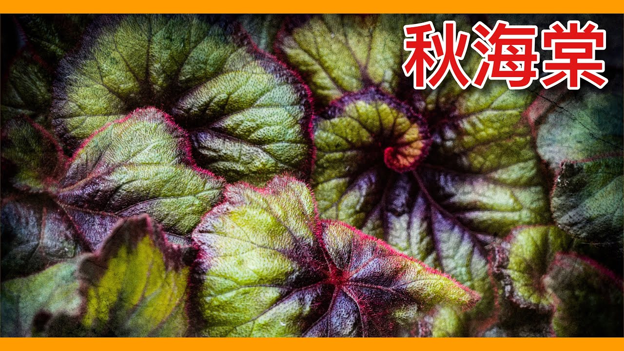 秋海棠的故事竟如此淒涼？今天正式開啟秋天觀葉植物大家族的大門！Begonia【植物百科】【觀葉植物系列】