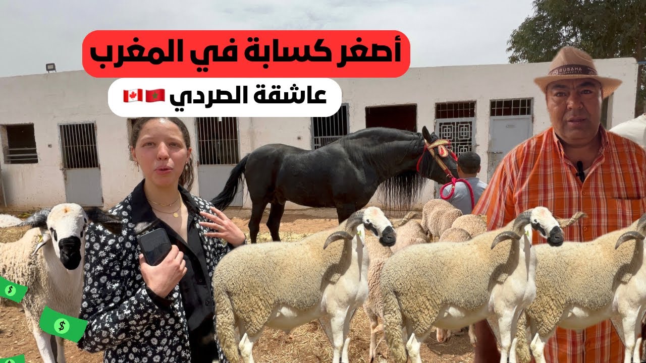 أصغر كسابة في المغرب 🇲🇦 عاشقة للسلالة الملكية الصردية
