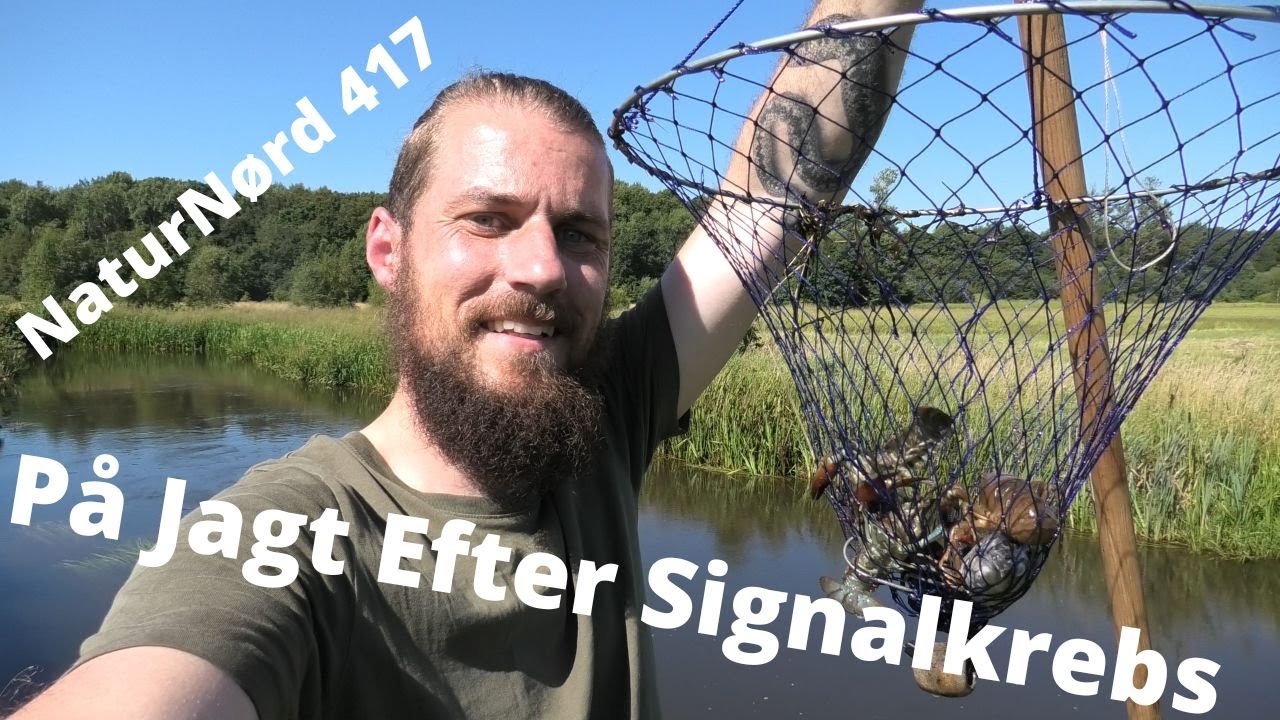 NaturNørd 417. Jeg fanger Signalkrebs i Varde å !!! De smager fantastisk !!