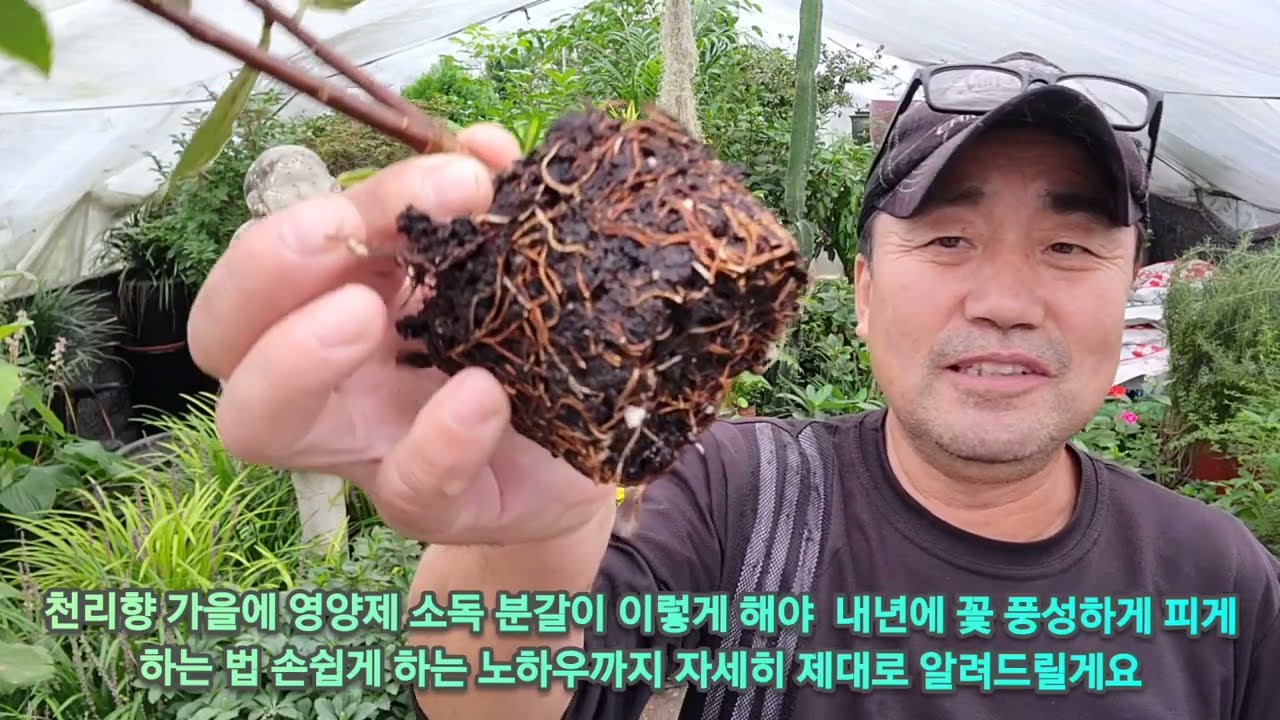 '천리향' 풍성하게 꽃 피게 하려면!! (가을에 꼭 이렇게 하세요)
