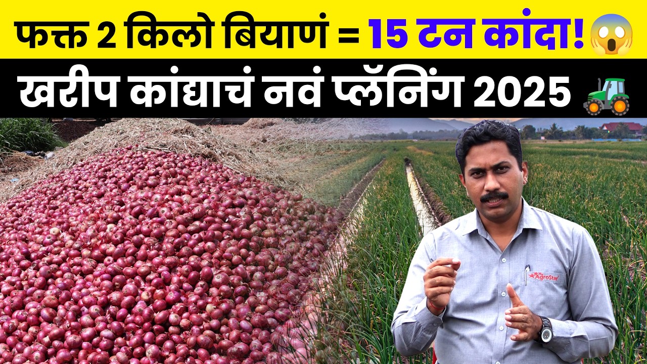 🌧️ पावसाळी कांदा लागवड | 🧅 90 दिवसांत 15 टन उत्पादन 💰 संपूर्ण शेती मार्गदर्शन 2025 🗓️ AgroStar