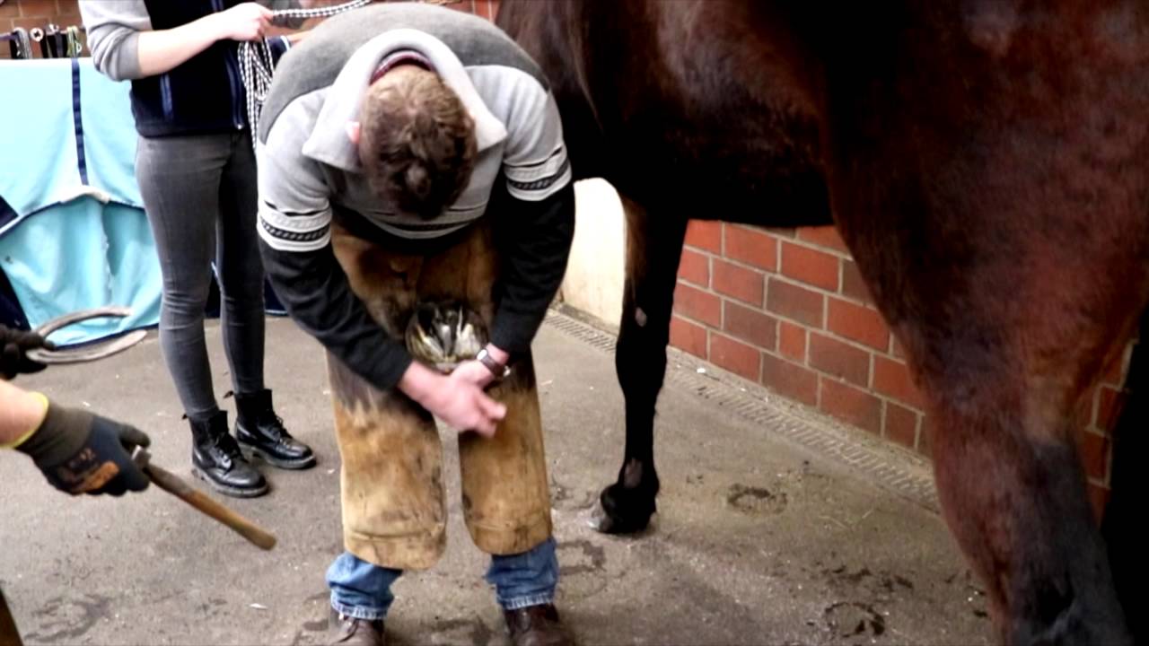 Hufschmied Andreas Schwarz in der Tierklinik Lüsche GmbH