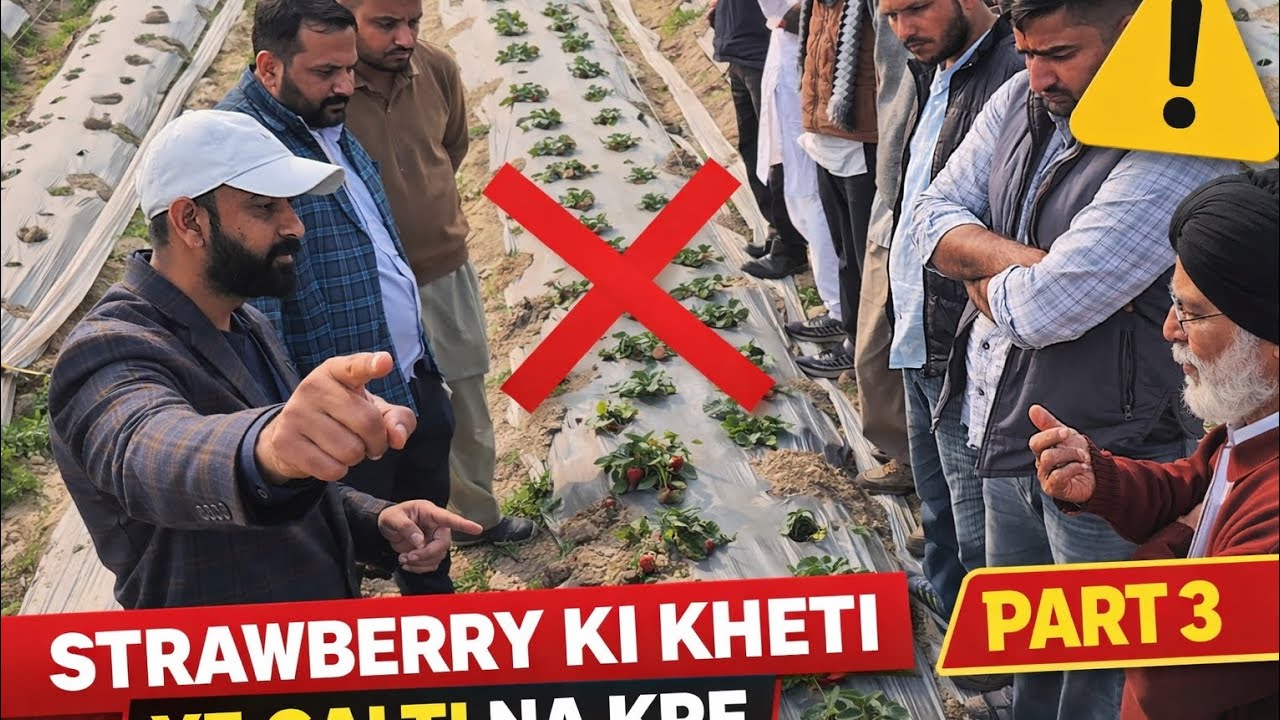 Strawberry ki Kheti: Ye Badi Galti Na Kare | Part 3 | Bhari Nuksan Se Bache