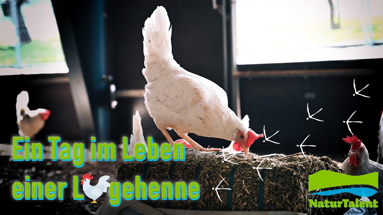 Ein Tag im Leben einer Legehenne | Amelie