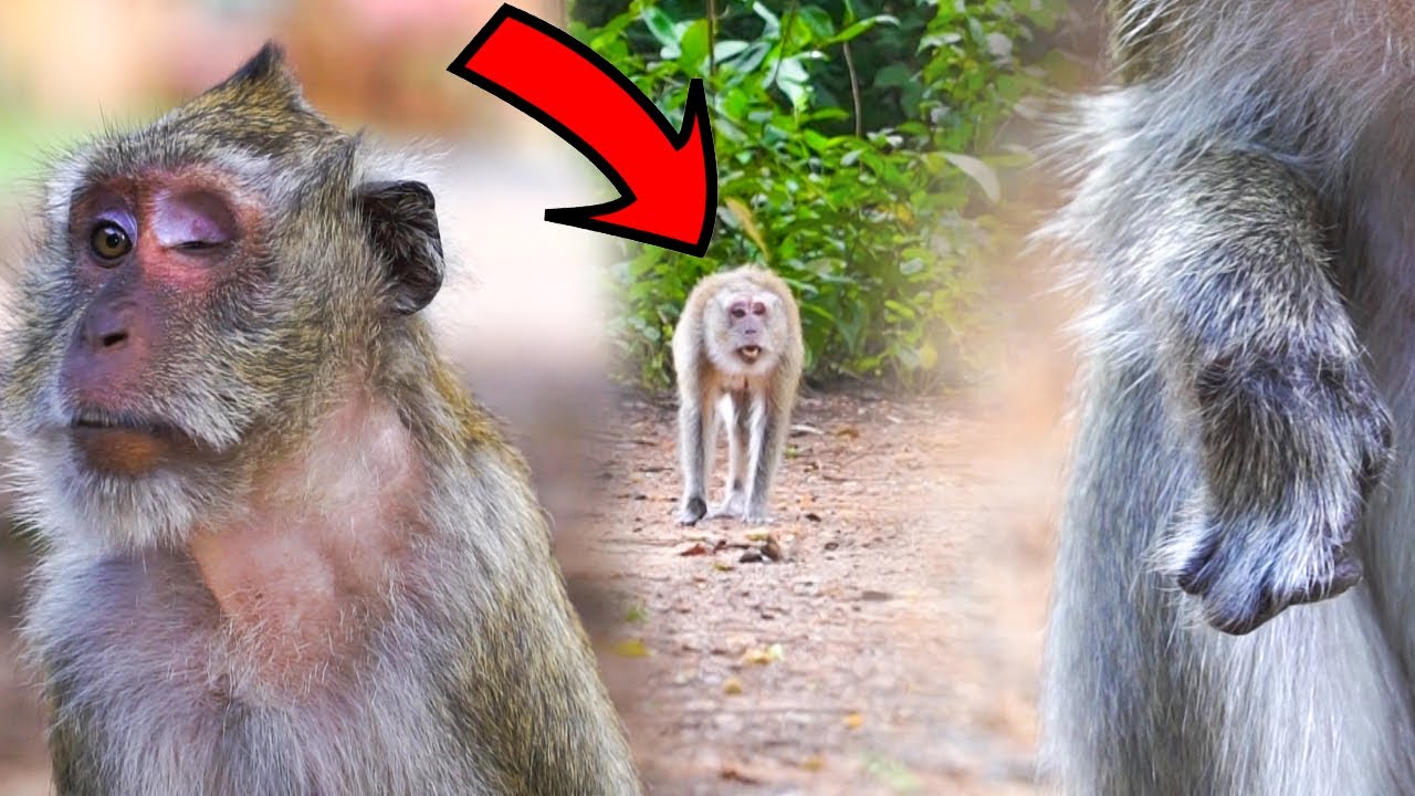 When the blind monkey Vegas find food, a group of monkeys arrives and she runs into the forest