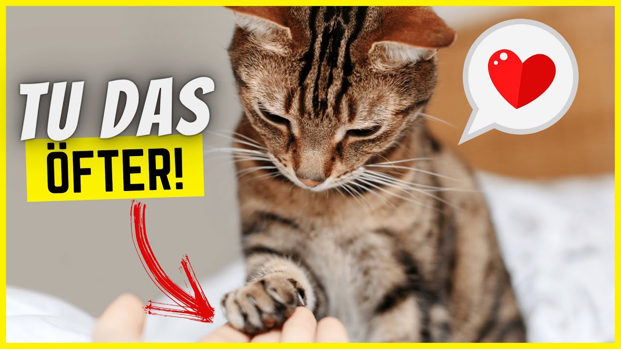11 Dinge, die du viel öfter für deine Katze tun solltest!