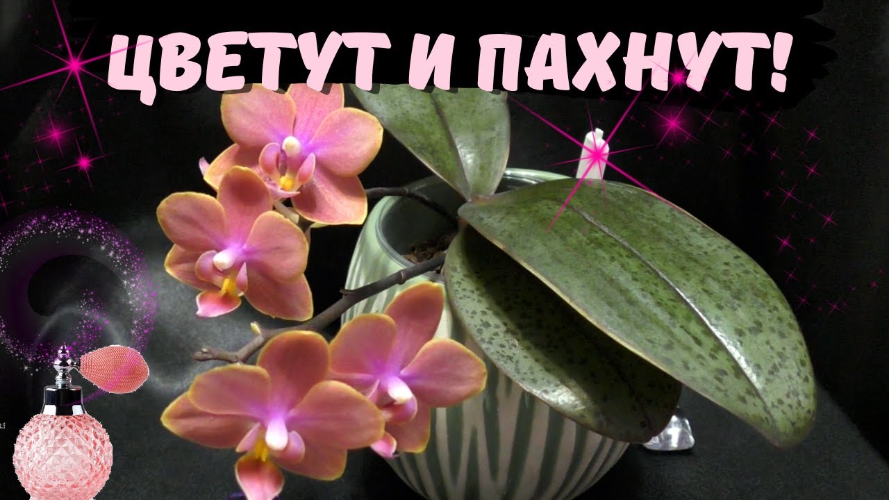 Как же они пахнут! Мои ароматные фаленопсисы