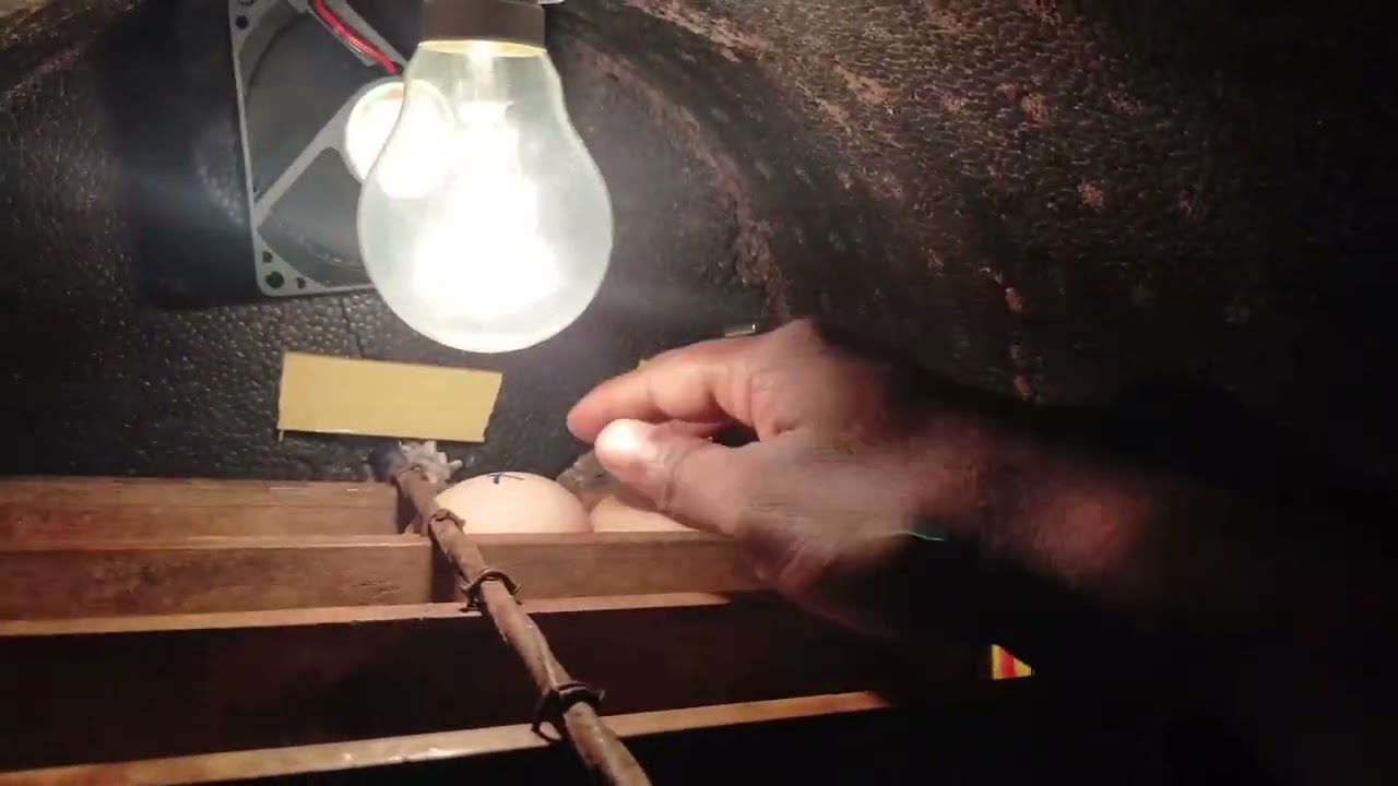 Incubator