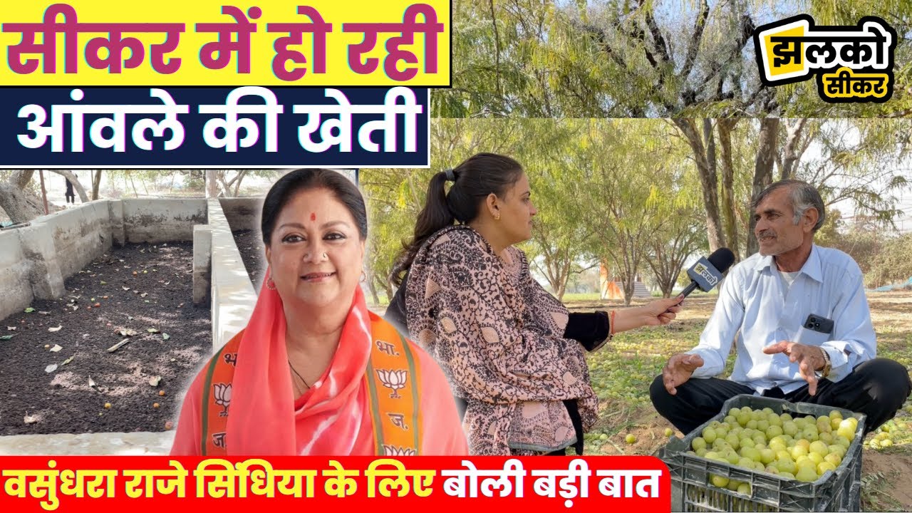 आंवले की खेती से किसान कमा रहे लाखों देखे किसानों के लिए स्पेशल ग्राउंड रिपोर्ट ~ Jhalko Sikar