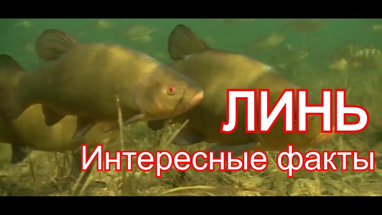 ЛИНЬ. Интересные факты которые ты не знал об этой рыбе. Рыбы семейства карповых.