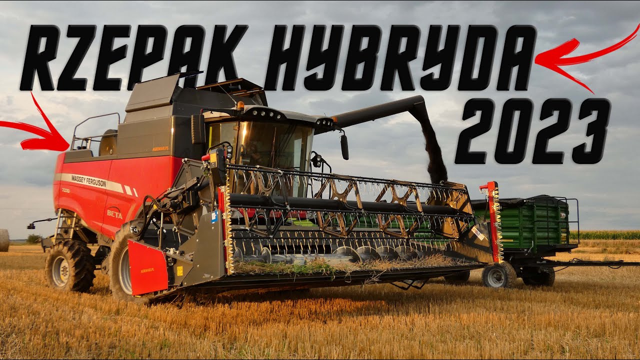 Żniwa Rzepaku Hybrydowego🔥2023 Ile Sypie?!🤔 Massey Ferguson Beta 7370 ✔