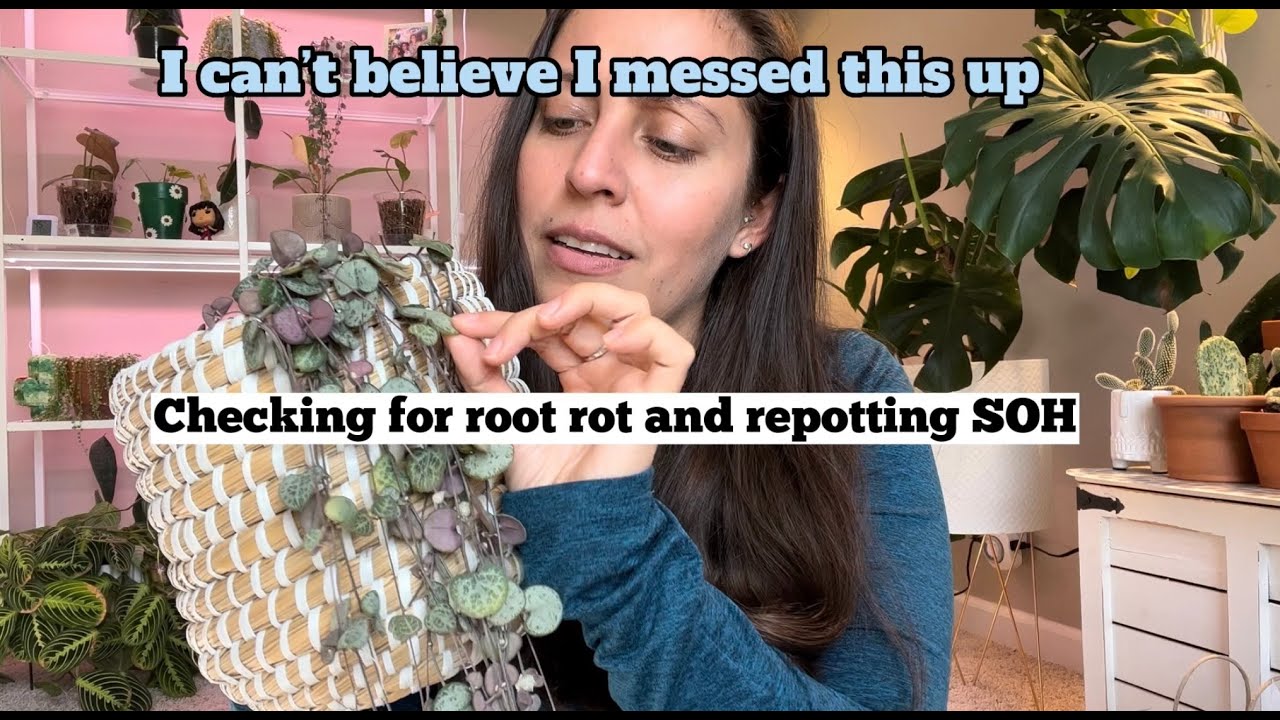 Checking for root rot on my SOH and repot with me