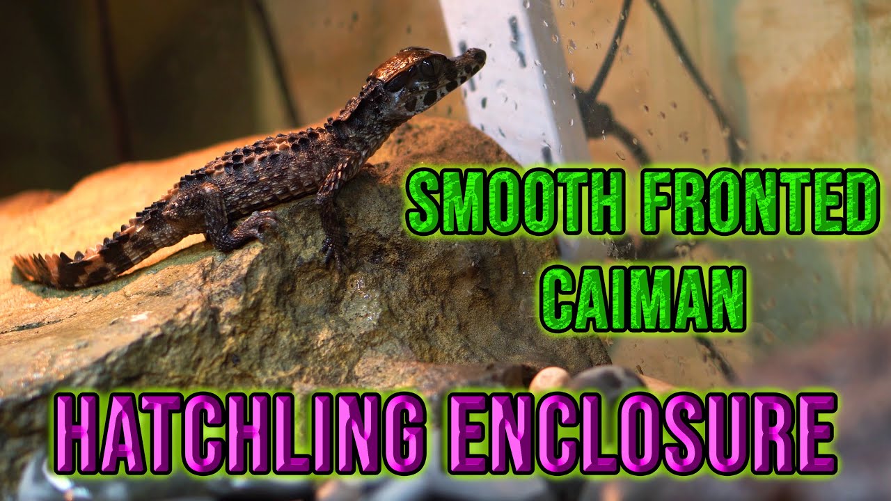 Baby CAIMAN ENCLOSURE! A proper setup for your crocodilian