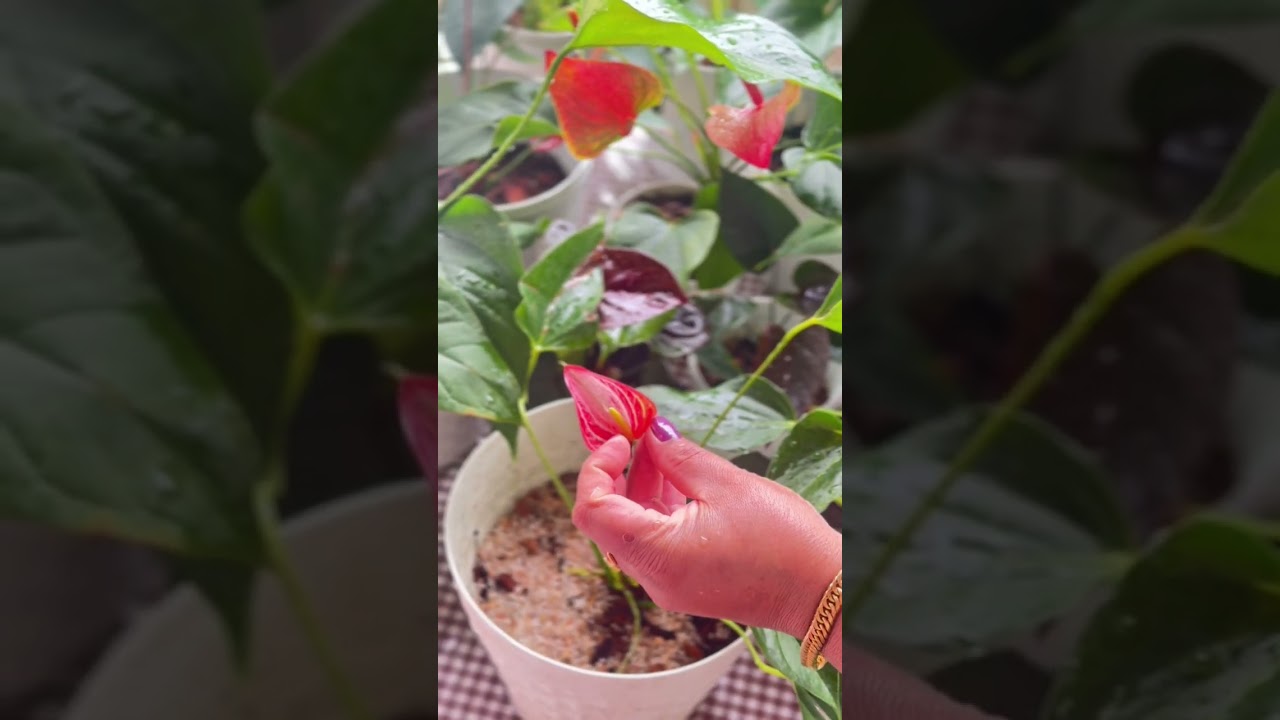 ඉක්මනට ඇනවුන් කරන්න..💐077 890 8434