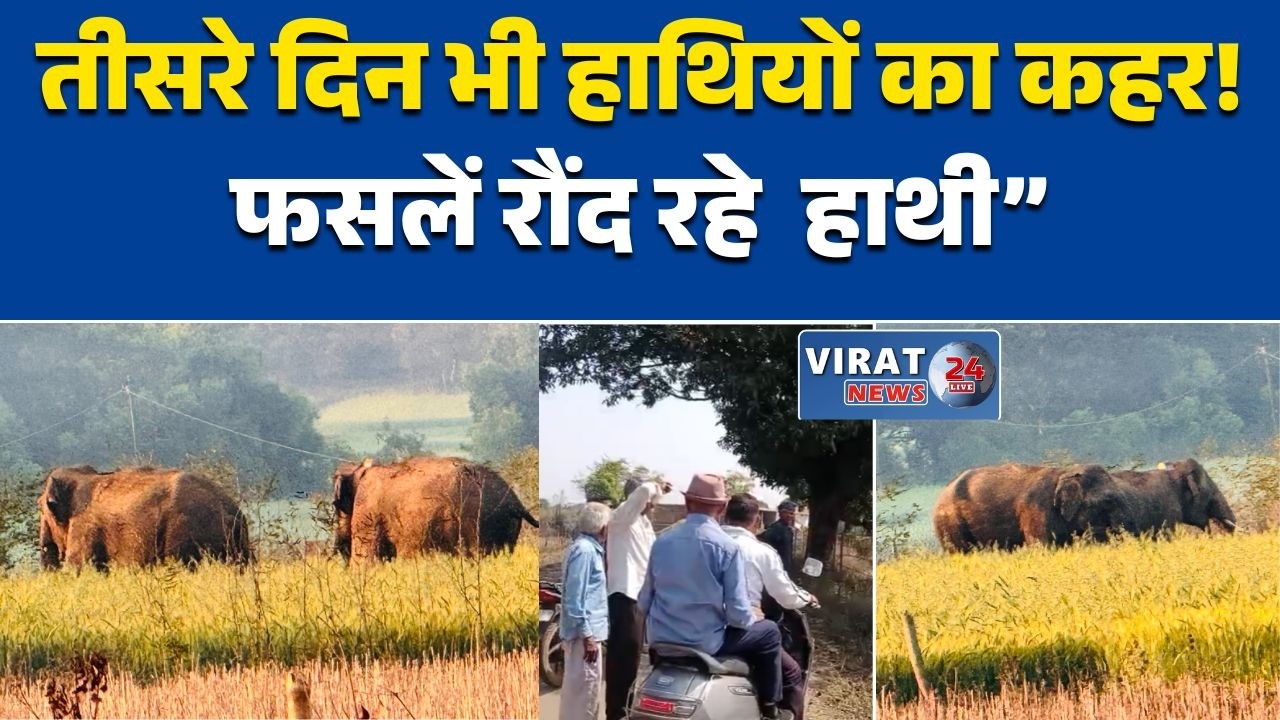 मऊगंज में हाथियों का कहर, हनुमना के बढैया में तीसरे दिन भी हाथियों का मूवमेंट, प्रशासन अलर्ट