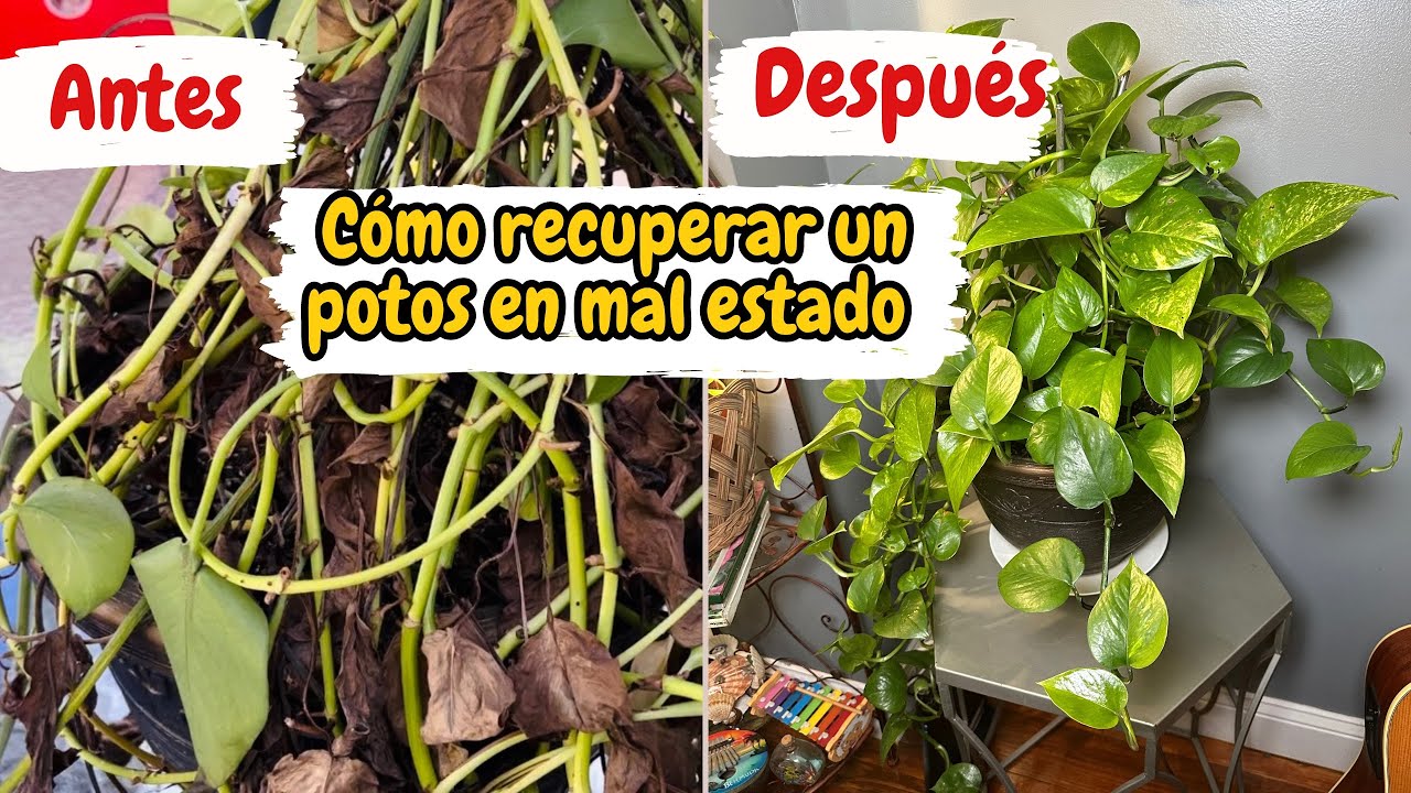 Cómo recuperar un POTOS en mal estado | mantenimiento de la planta potos