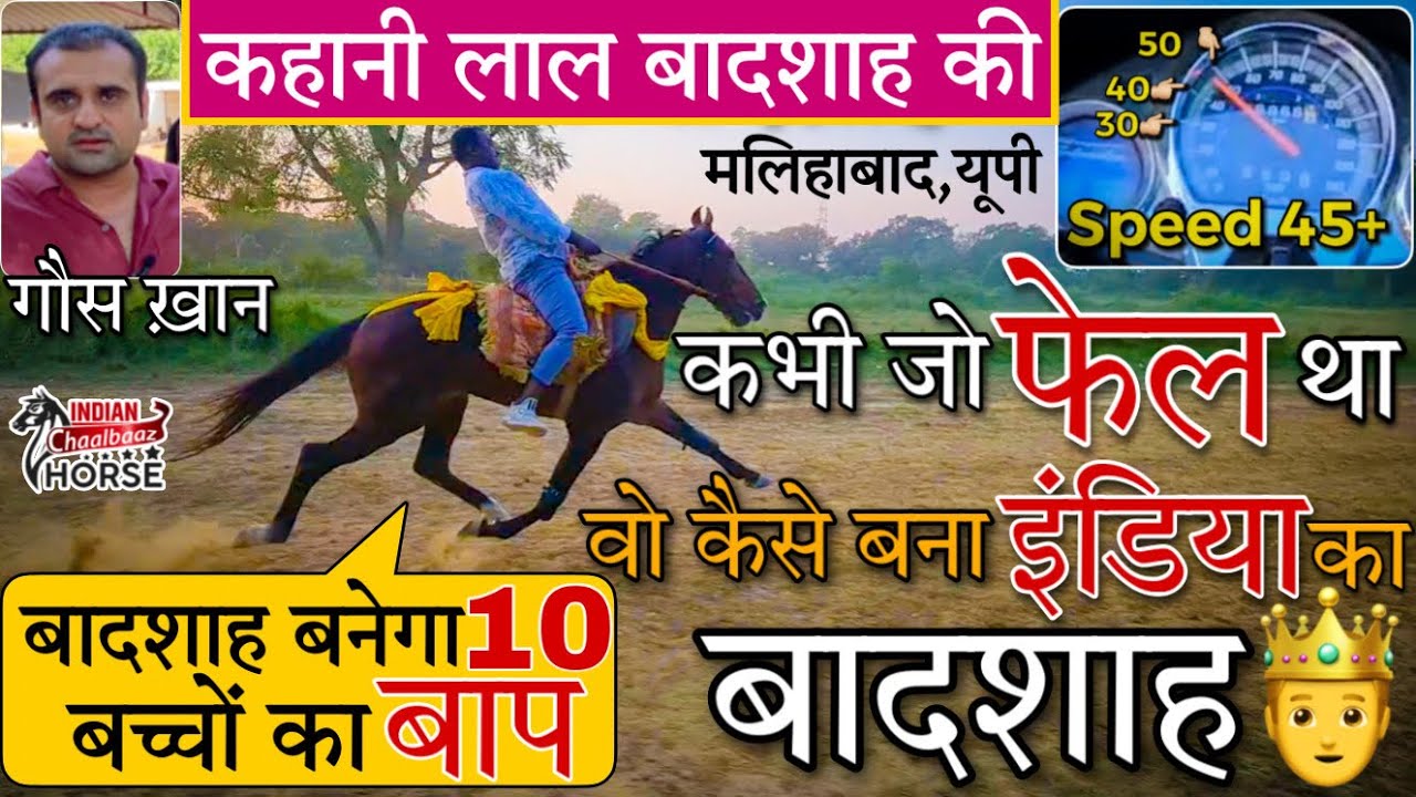 45+की रफ़्तार से चलने वाले लाल बादशाह घोड़े की अनसुनी कहानी सुनिए गौस खान जी की ज़ुबानी Malihabad,UP