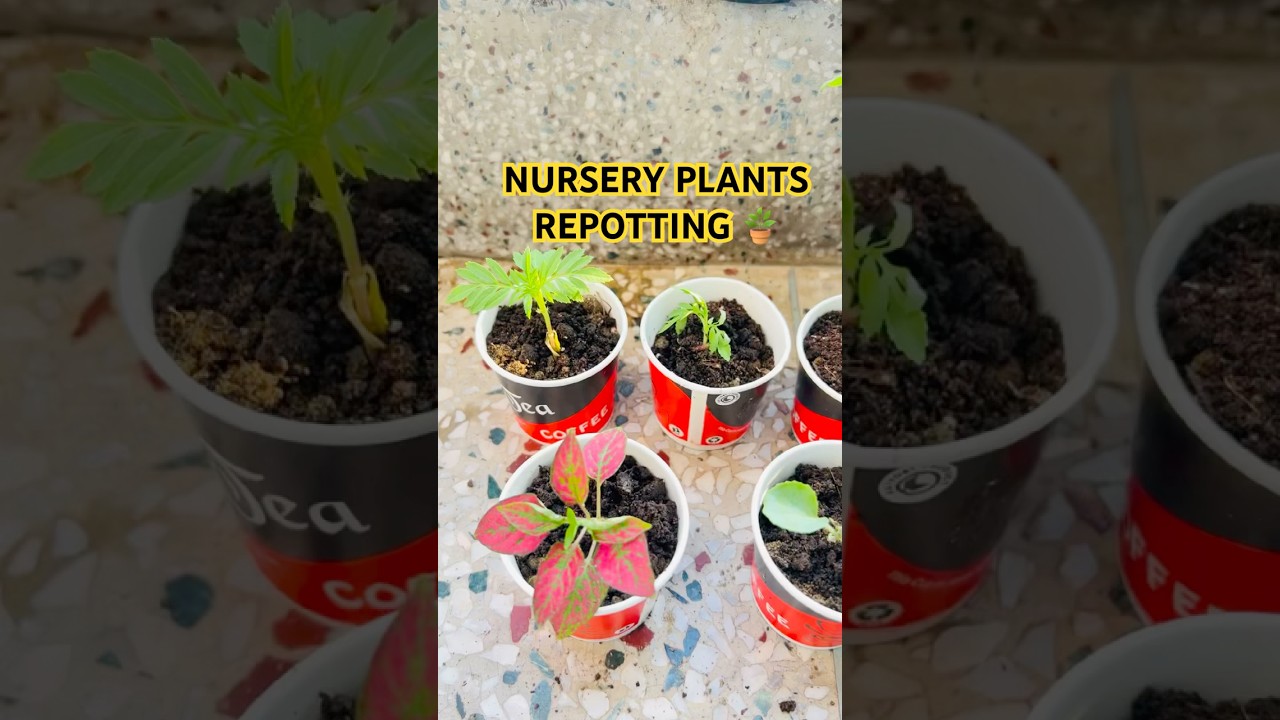NURSERY PLANT REPOTTING🪴#ytshorts #shorts #shortsfeed #gardening #youtubeshorts #repotting
