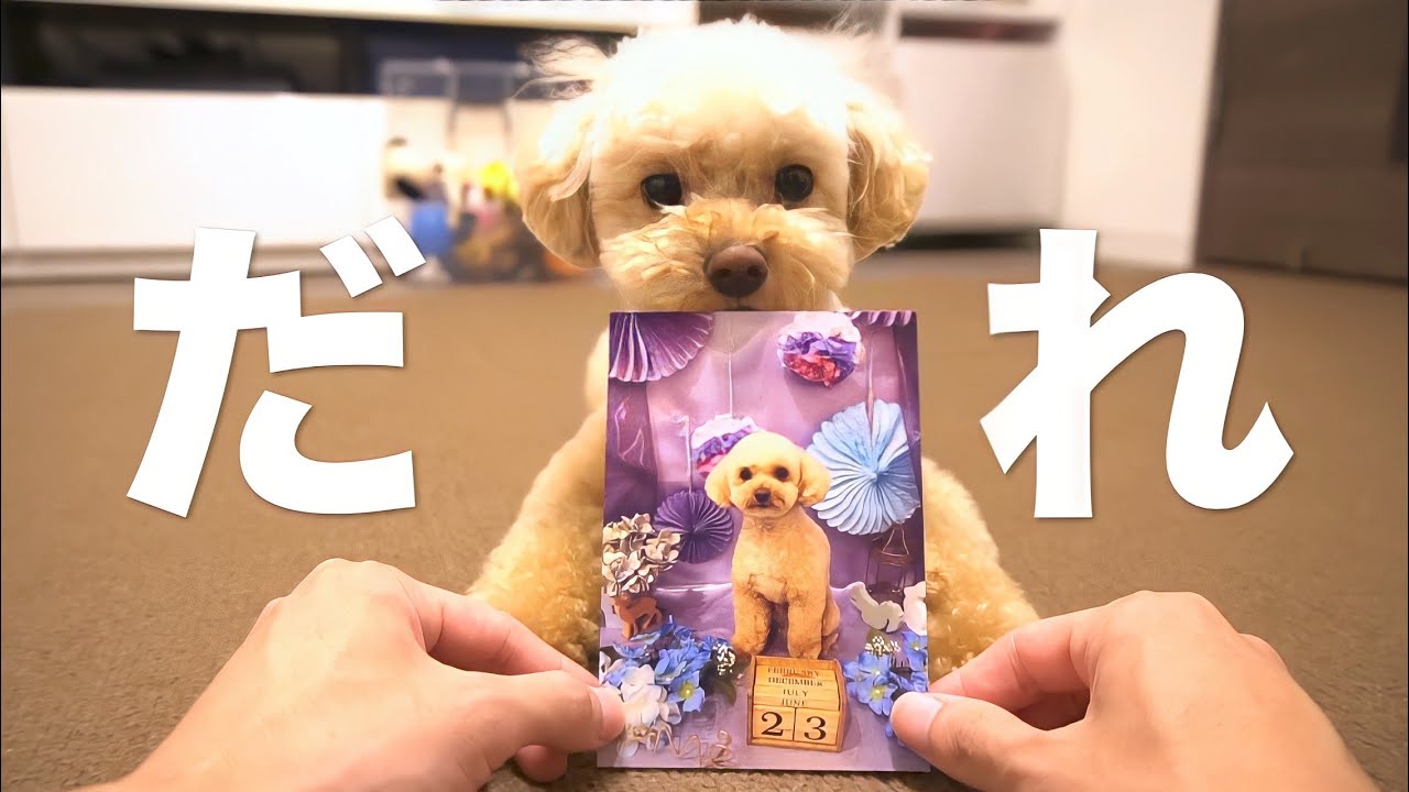 サマーカットで別犬になったトイプードル