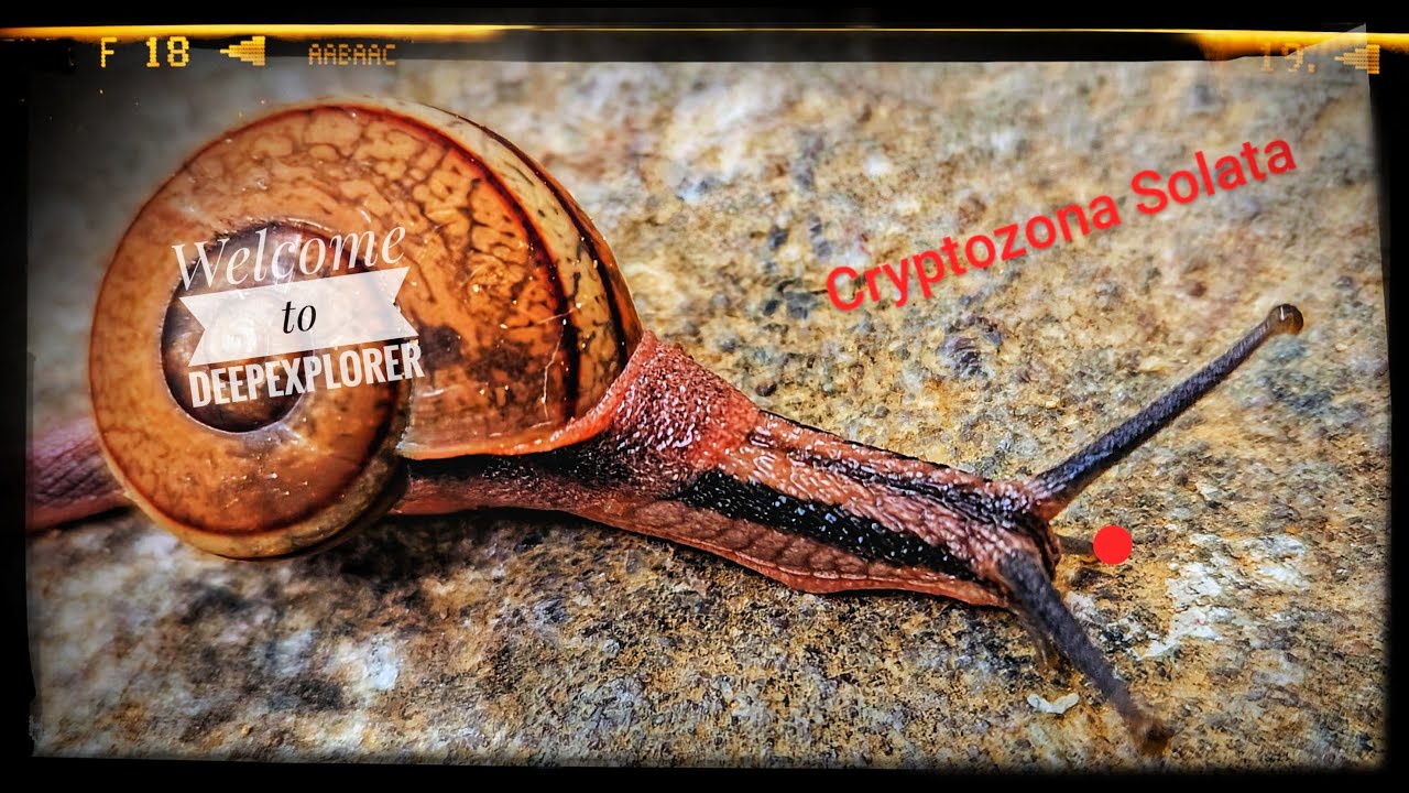 Watch Cryptozona solata, the Indian Snail, and Be Amazed! | Deepexplorer