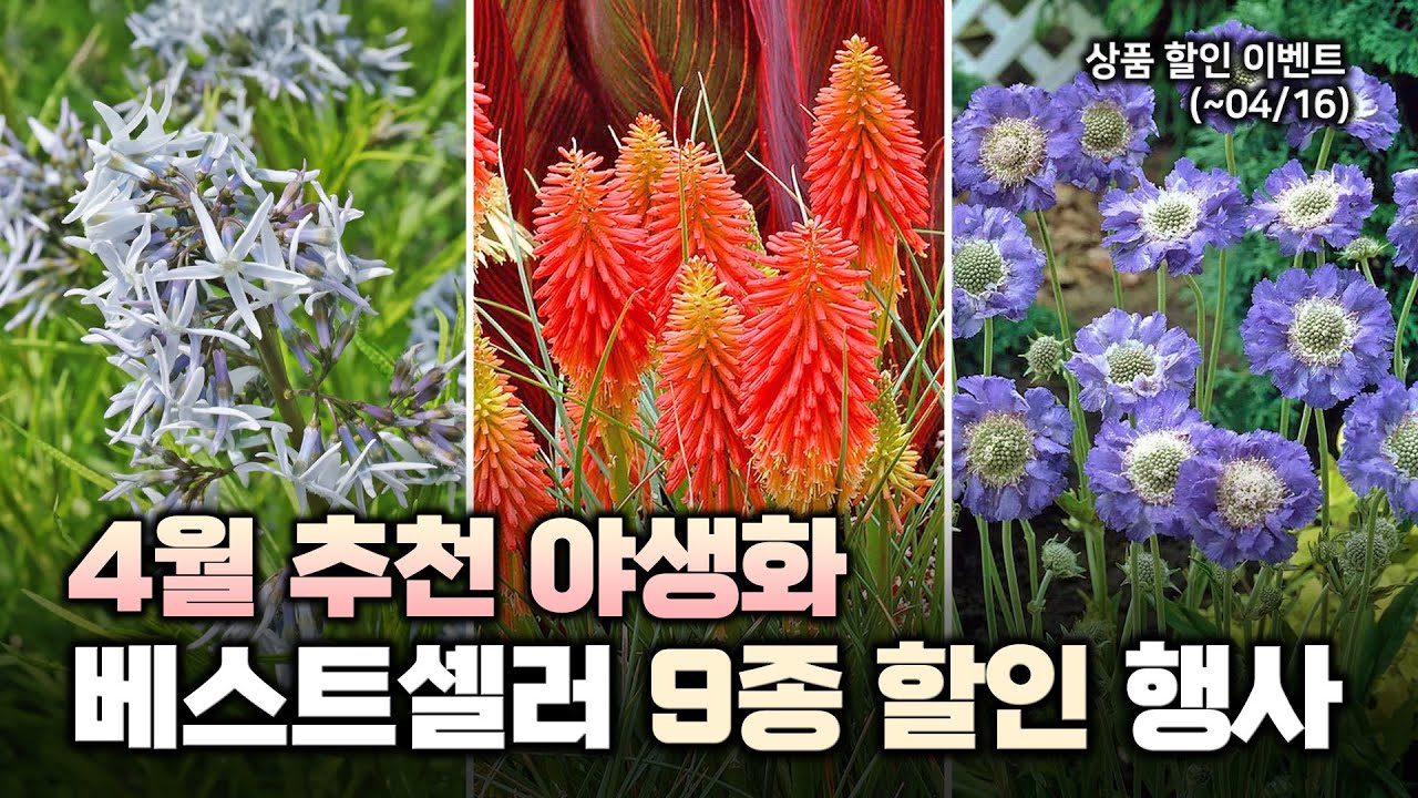 4월 맞이 야생화 할인 이벤트🎁 심으면 다들 궁금해할걸요⁉️ 9종 소개 및 댓글이벤트까지