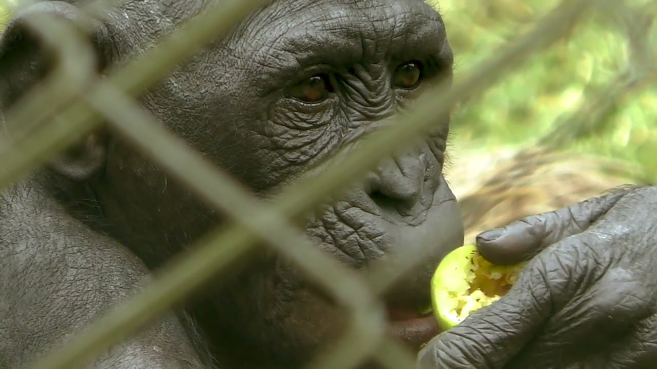 Kinshasa vlog 2021 : Chez les Bonobo à Kinshasa | Vlog Kinshasa | Documentaire