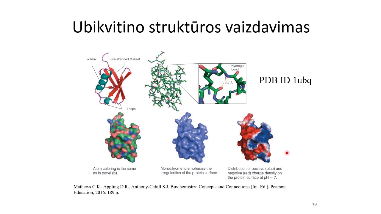 Biochemija. Baltymu erdvinė struktūra II. 1 dalis. Tretinė struktūra