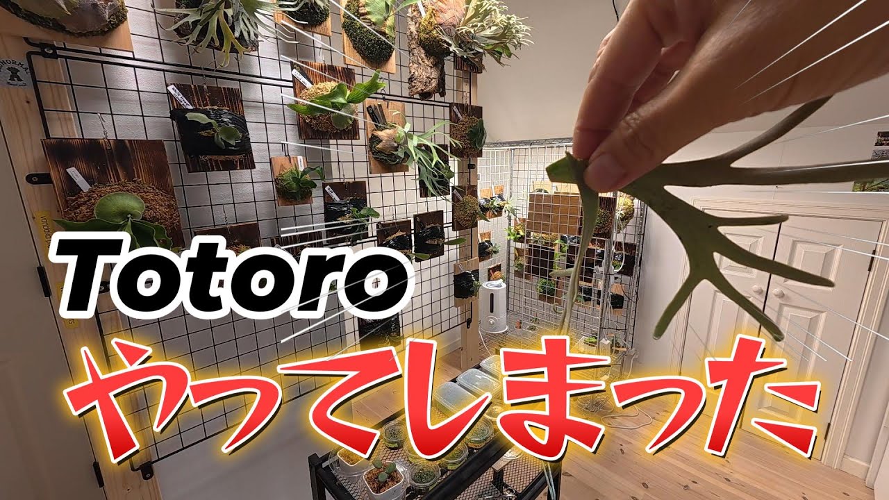 【ビカクサ動画日記】やらかしたぁ～、要観察案件ですTotoro