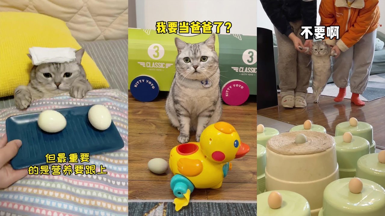 【孵蛋貓的日常】醜醜要當爸爸了！