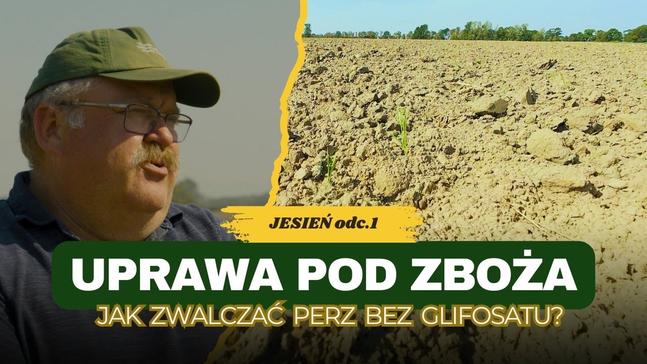 Prof. Piechota podpowiada jak zwalczać perz bez glifosatu. Uprawa pod zboża | e-pole