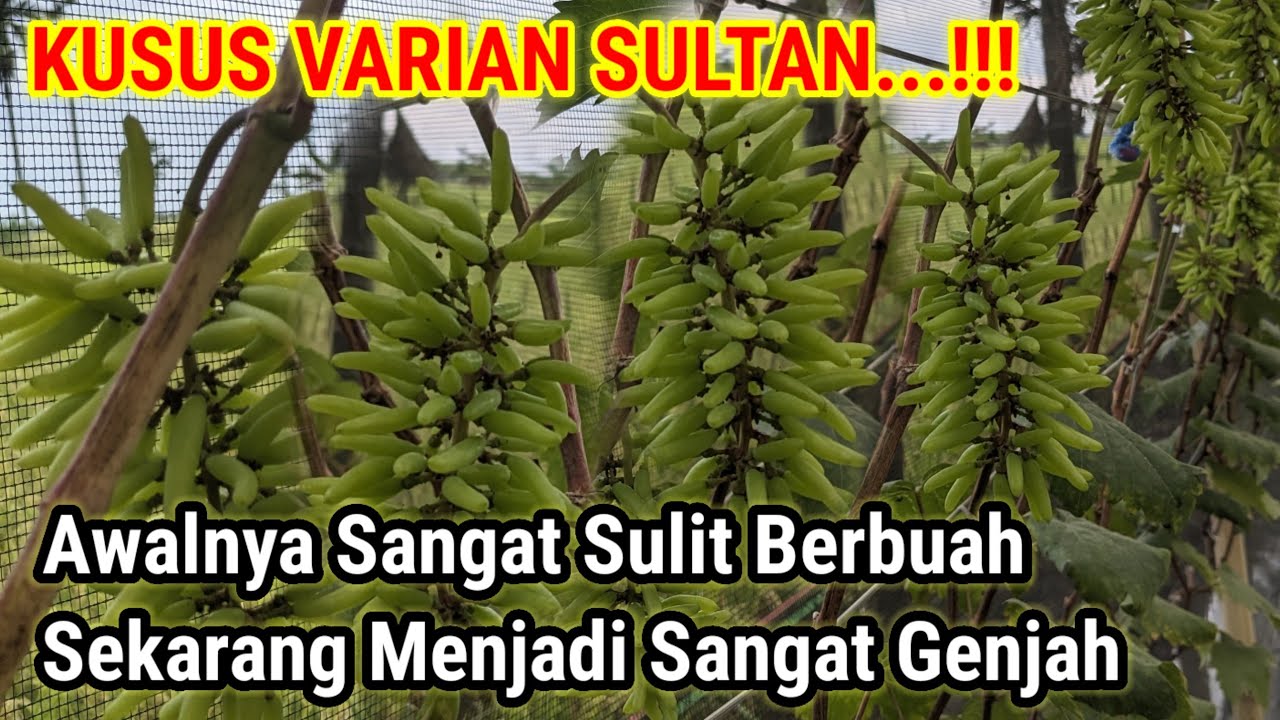 Coba cara ini‼️Agar Anggur berbuah lebat