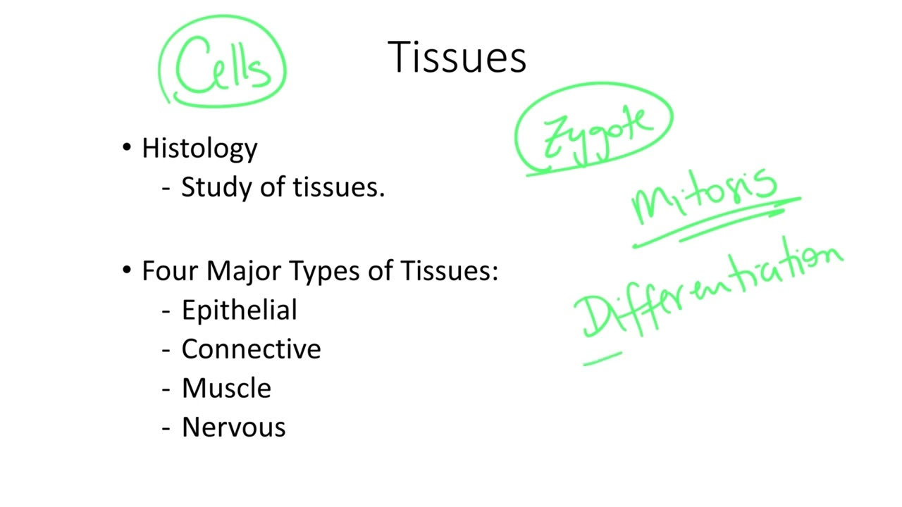 Dr.  Benaduce: Introduction to Tissues (Tissues Lecture)