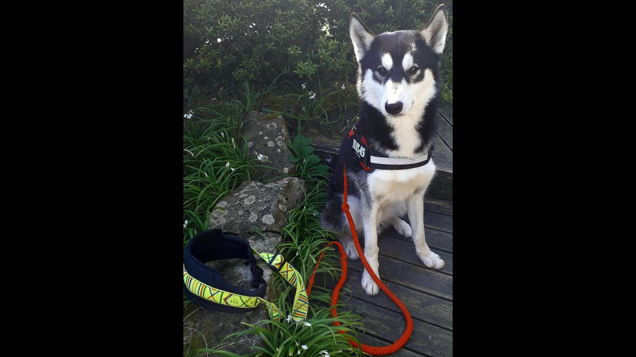 Entrainement Canicross