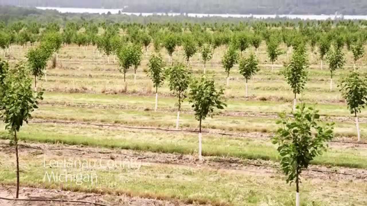Where do CherryMan's maraschino cherries come from?