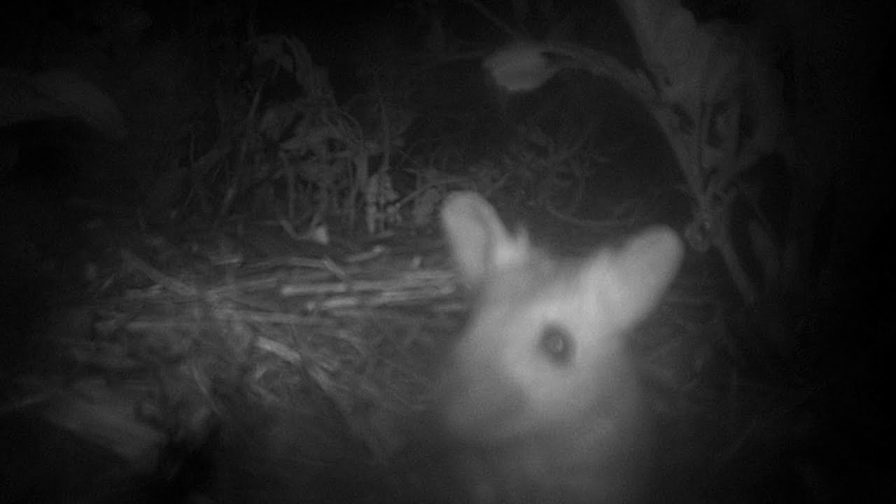 Nachtleven op de boerderij. || Mijn off-grid boerderij VLOG 64