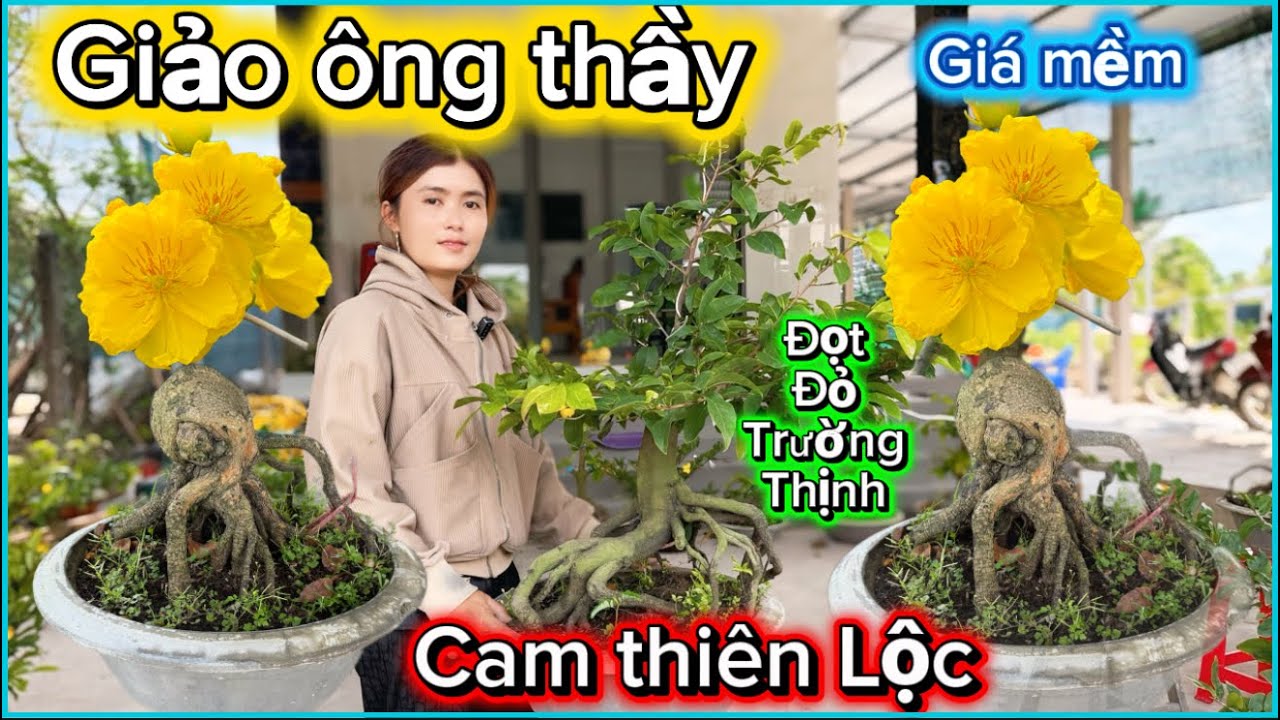 💥19/3☎️0344449496-NGỌC LAN ☎️giảo ông thầy-giảo cam thiên Lộc-Lộc đỏ trường thịnh 