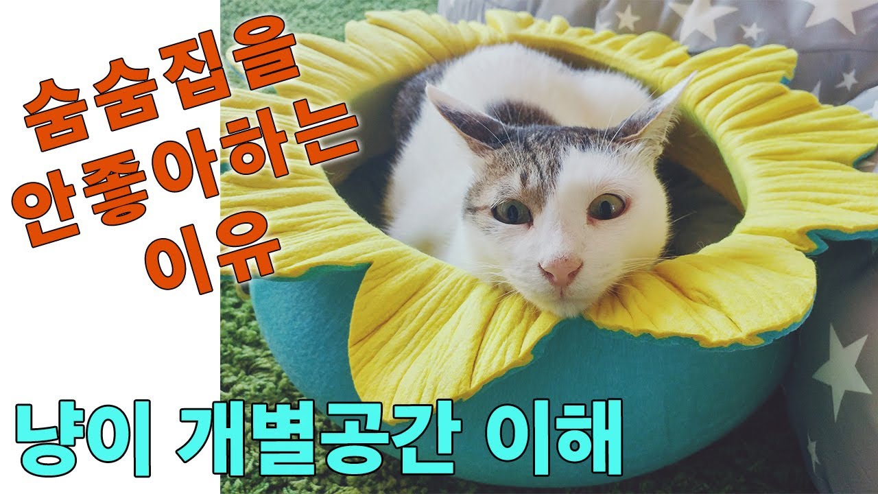 고양이 숨숨집, 스크래쳐, 개별공간 이해하기 (냥이가 숨숨집을 싫어하는 이유)