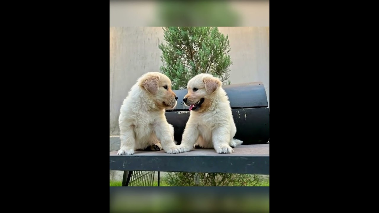 #doggielife #dogshorts #puppyvideos