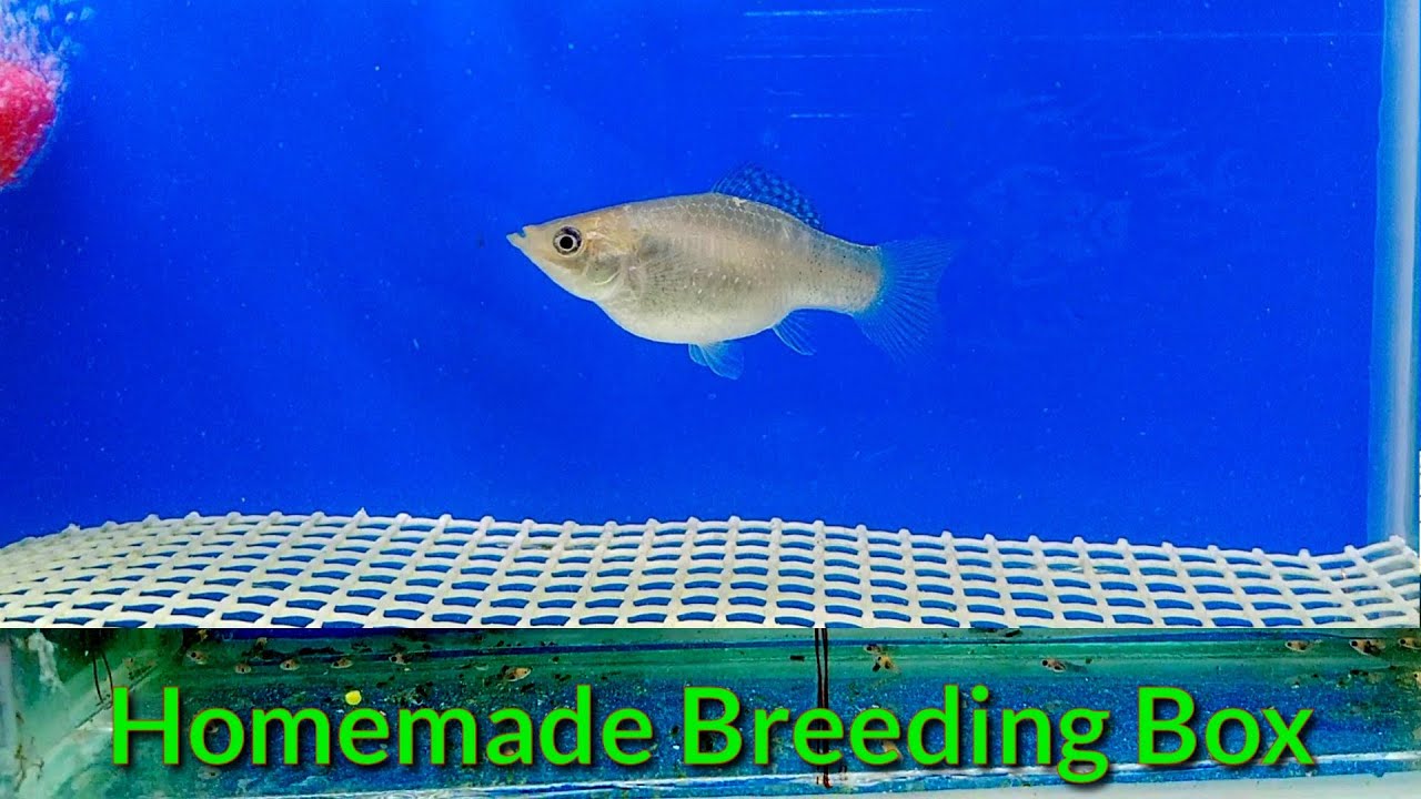 How To Make Breeding Box For Your Fish | Homemade Breeding Box